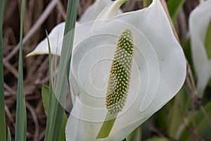 Asian skunk-cabbagee Lysichiton camtschatcensis, white flower with a spadix photo